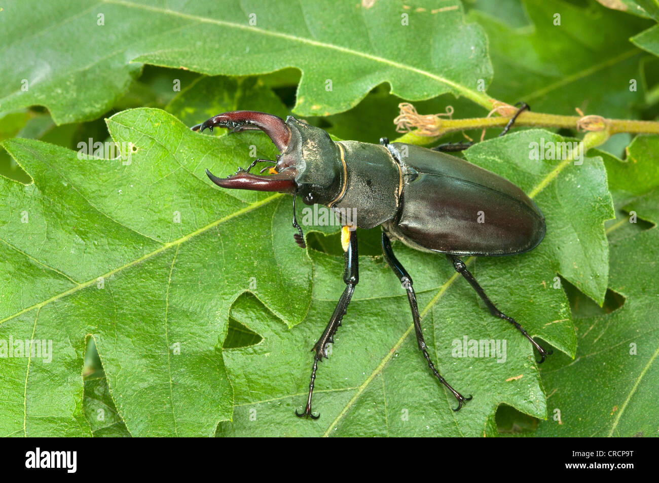 Stag beetle (Lucanus cervus), male, Burgenland, Austria, Europe Stock Photo