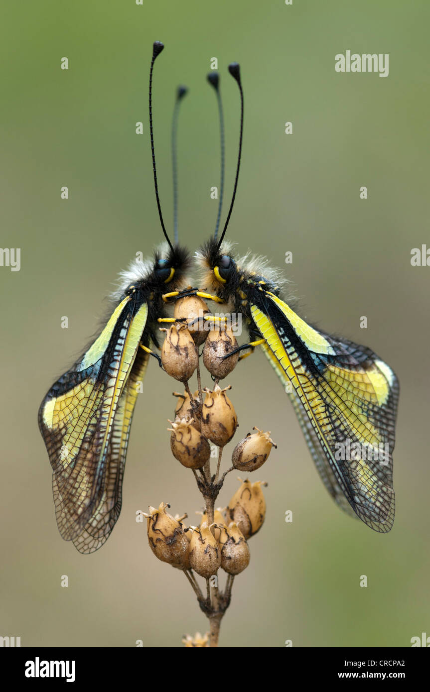 Owly Sulphur or Owlfly (Libelloides coccajus), Feldthurns, South Tyrol, Italy, Europe Stock Photo