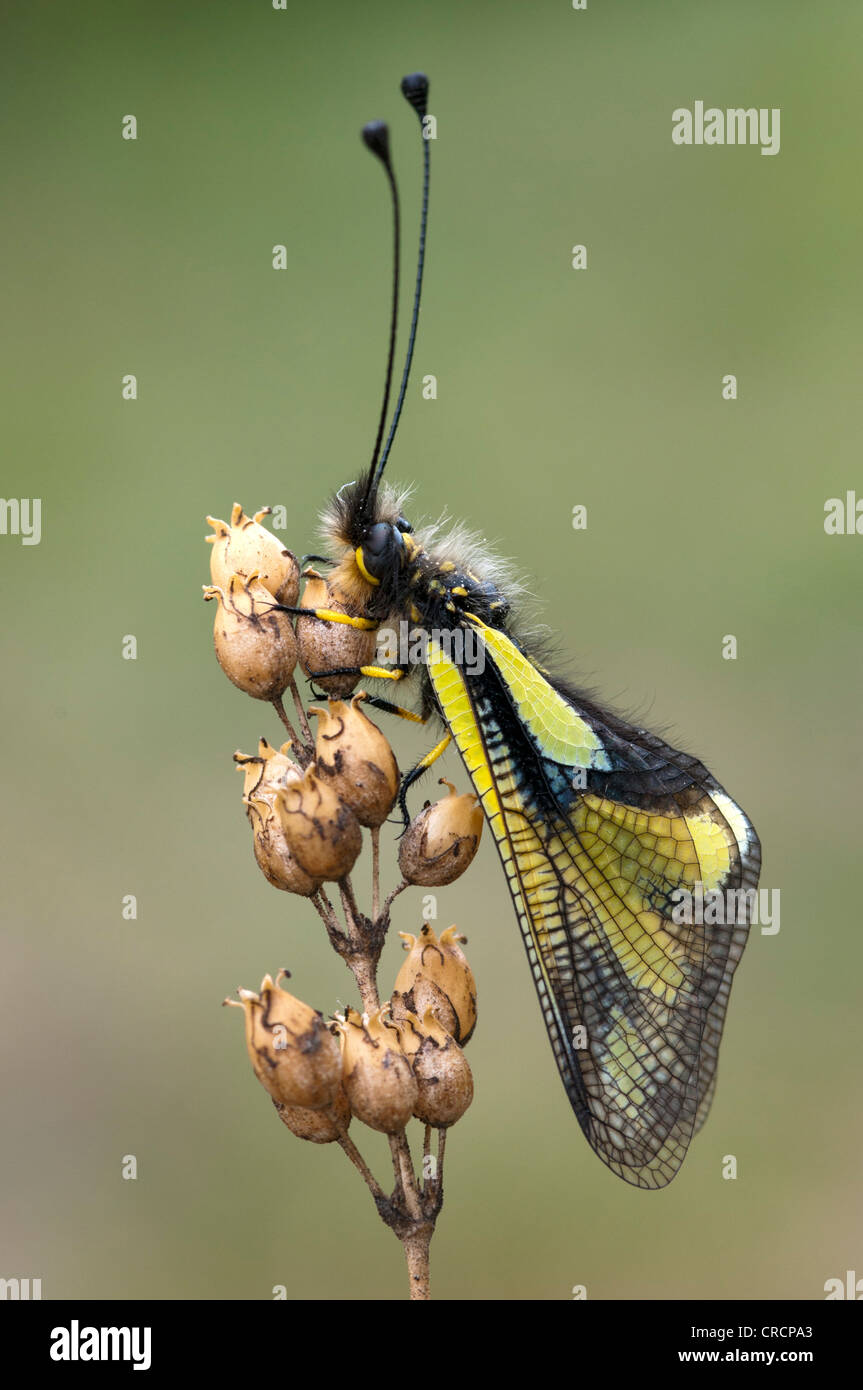 Owly Sulphur or Owlfly (Libelloides coccajus), Feldthurns, South Tyrol, Italy, Europe Stock Photo