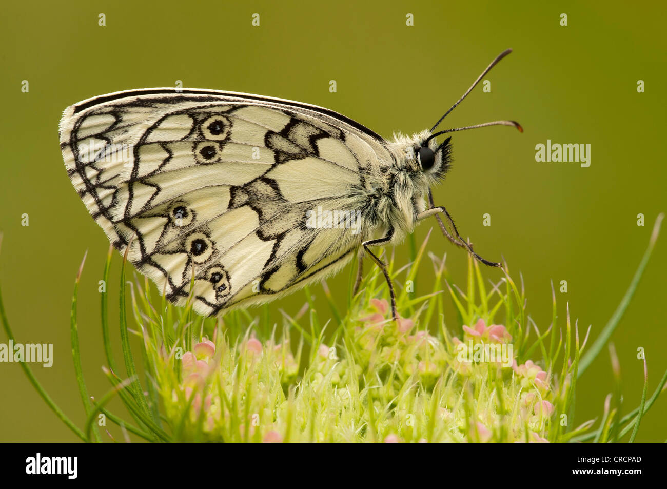 Marbled White (Melanargia galathea), Pinkafeld, Burgenland, Austria, Europe Stock Photo