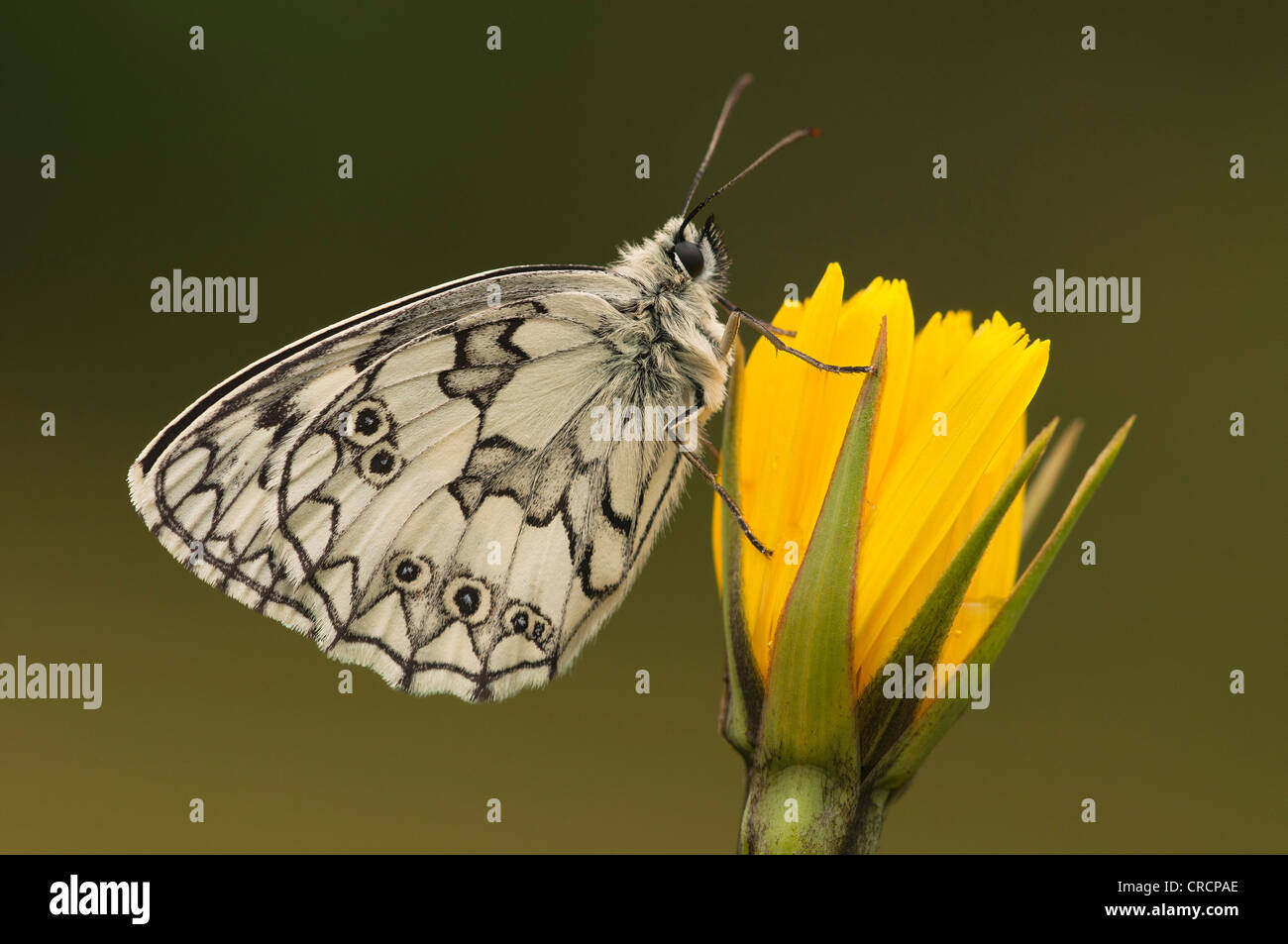 Marbled White (Melanargia galathea), Pinkafeld, Burgenland, Austria, Europe Stock Photo