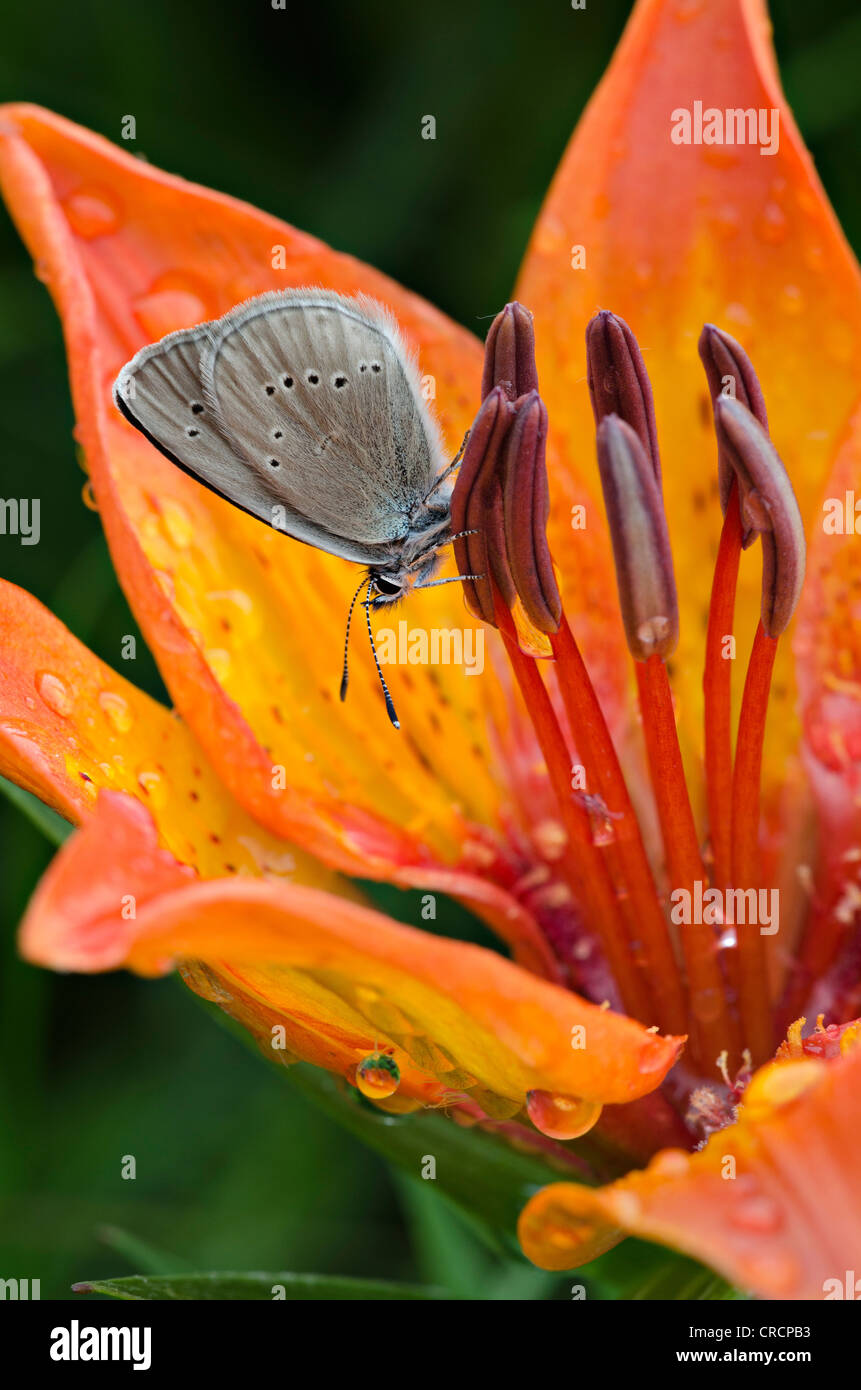 Croceum Lily (Lilium croceum bulbiferum), Dusky Large Blue (Maculinea nausithous), Gardena Pass, South Tyrol, Italy, Europe Stock Photo