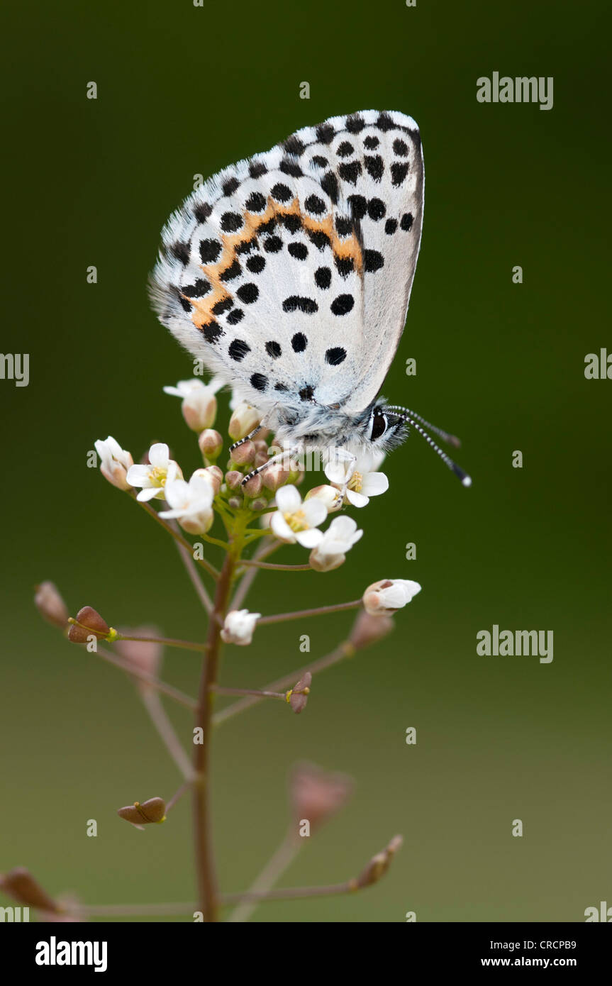 Chequered Blue Butterfly (Scolitantides orion), Feldthurns, South Tyrol, Italy, Europe Stock Photo