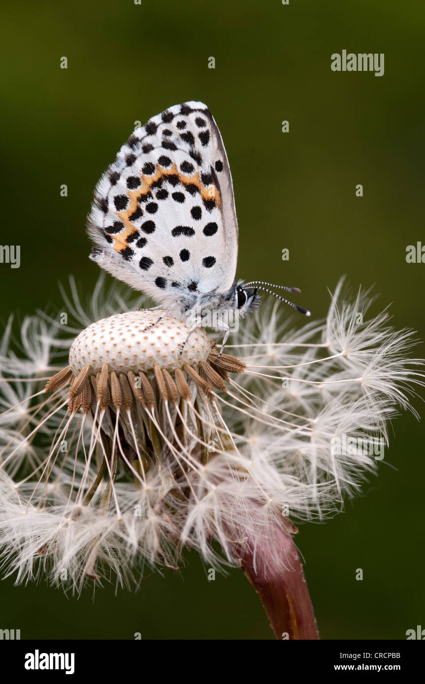 Chequered Blue Butterfly (Scolitantides orion), Feldthurns, South Tyrol, Italy, Europe Stock Photo