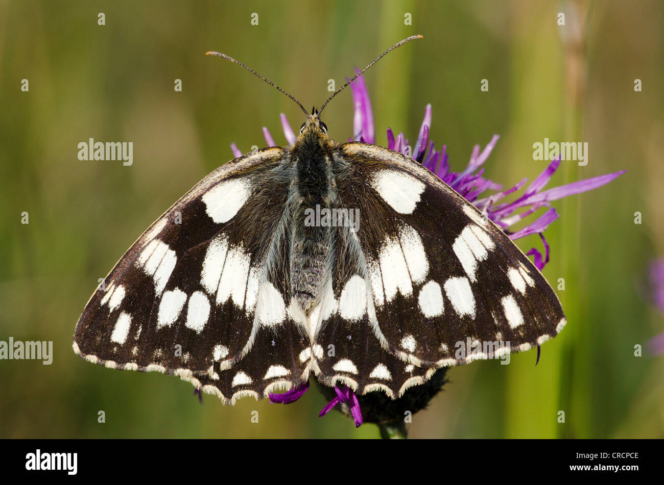 Marbled White (Melanargia galathea), Pinkafeld, Burgenland, Austria, Europe Stock Photo