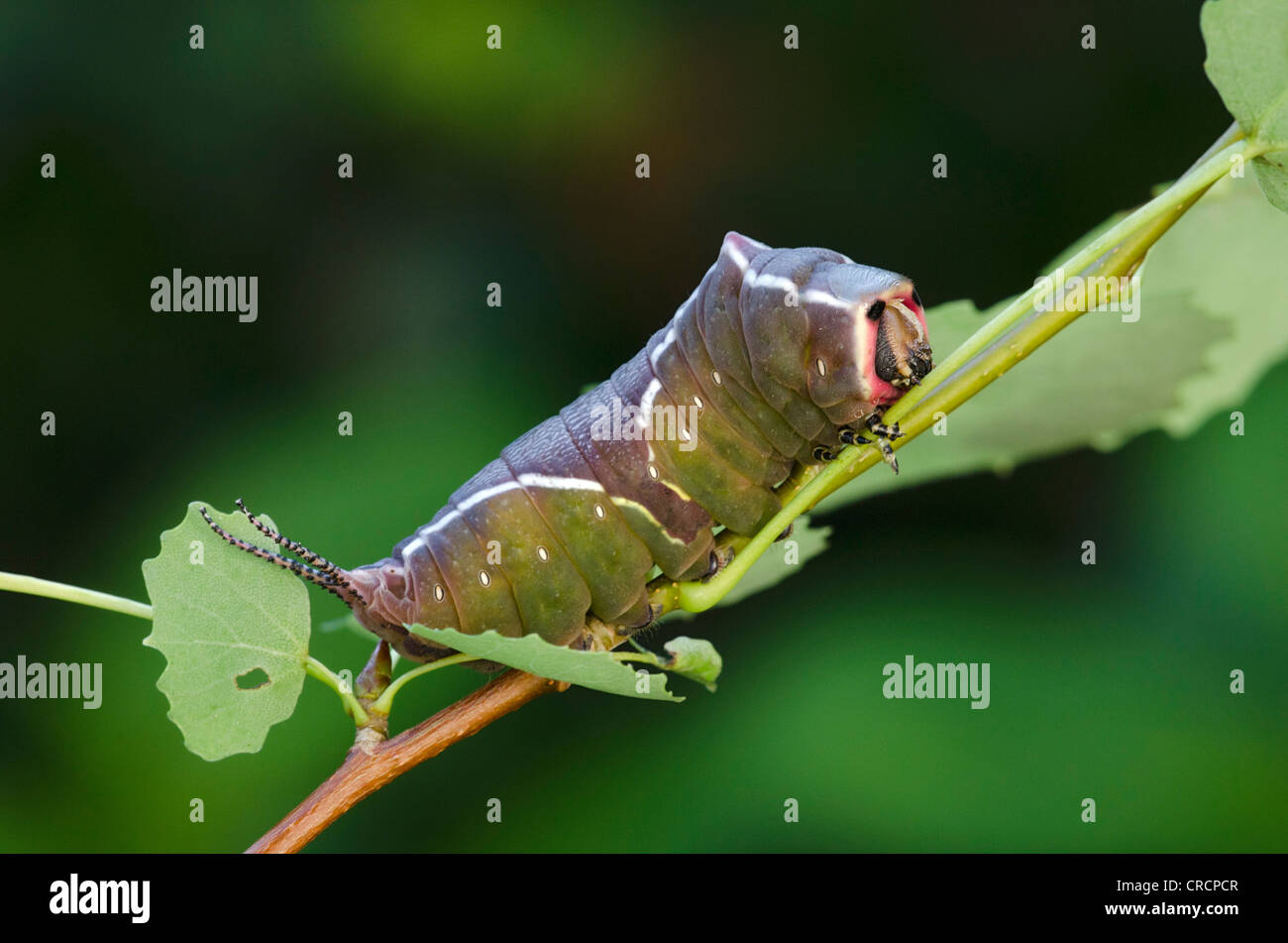 Puss Moth (Cerura vinula) caterpillar, Perktoldsdorf, Lower Austria, Austria, Europe Stock Photo