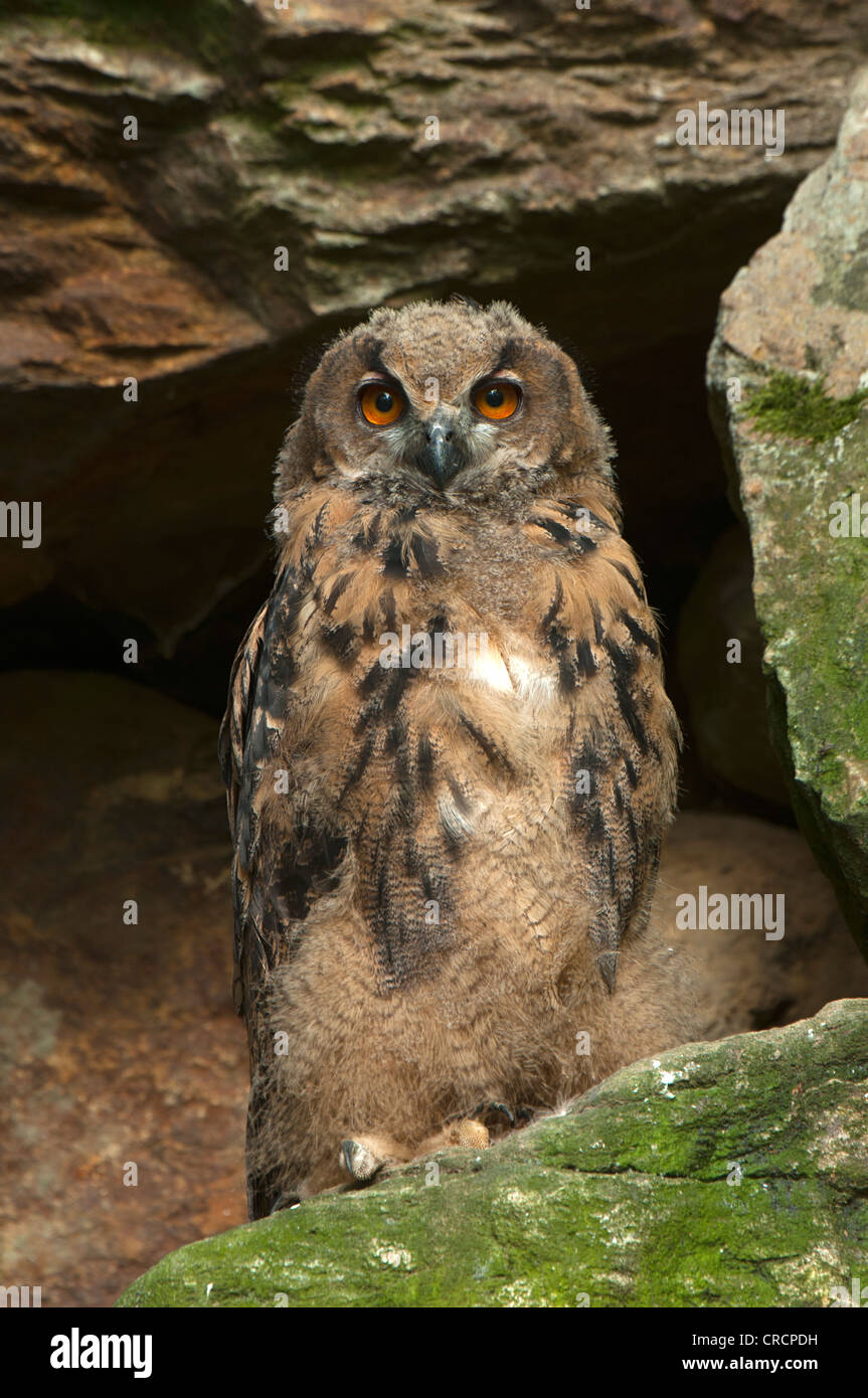 Eurasian Eagle-owl (Bubo bubo), juvenile, Bavarian Forest National Park, Bavaria, Germany, Europe Stock Photo