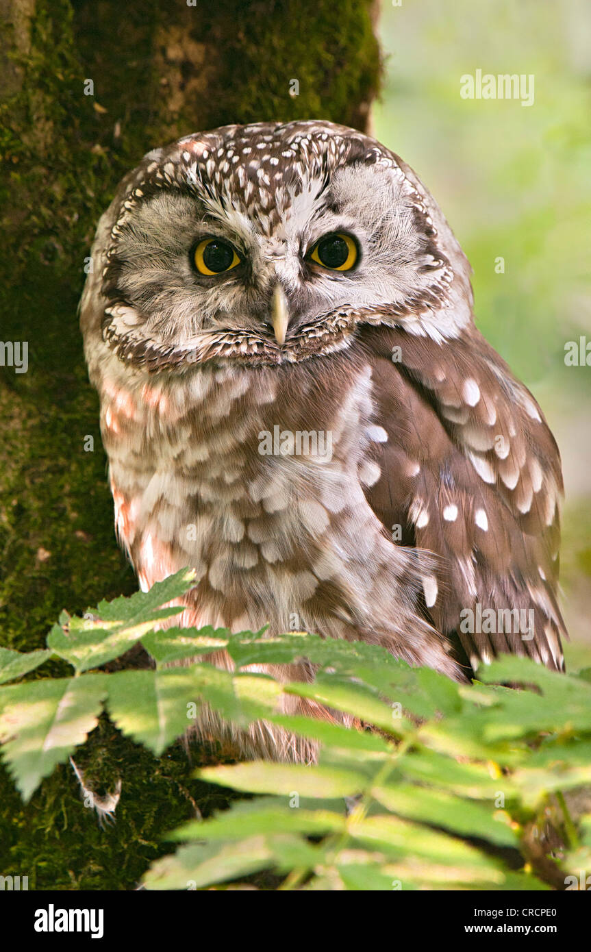 Tengmalm's Owl or Boreal Owl (Aegolius funereus), Bavarian Forest National Park, Bavaria, Germany, Europe Stock Photo