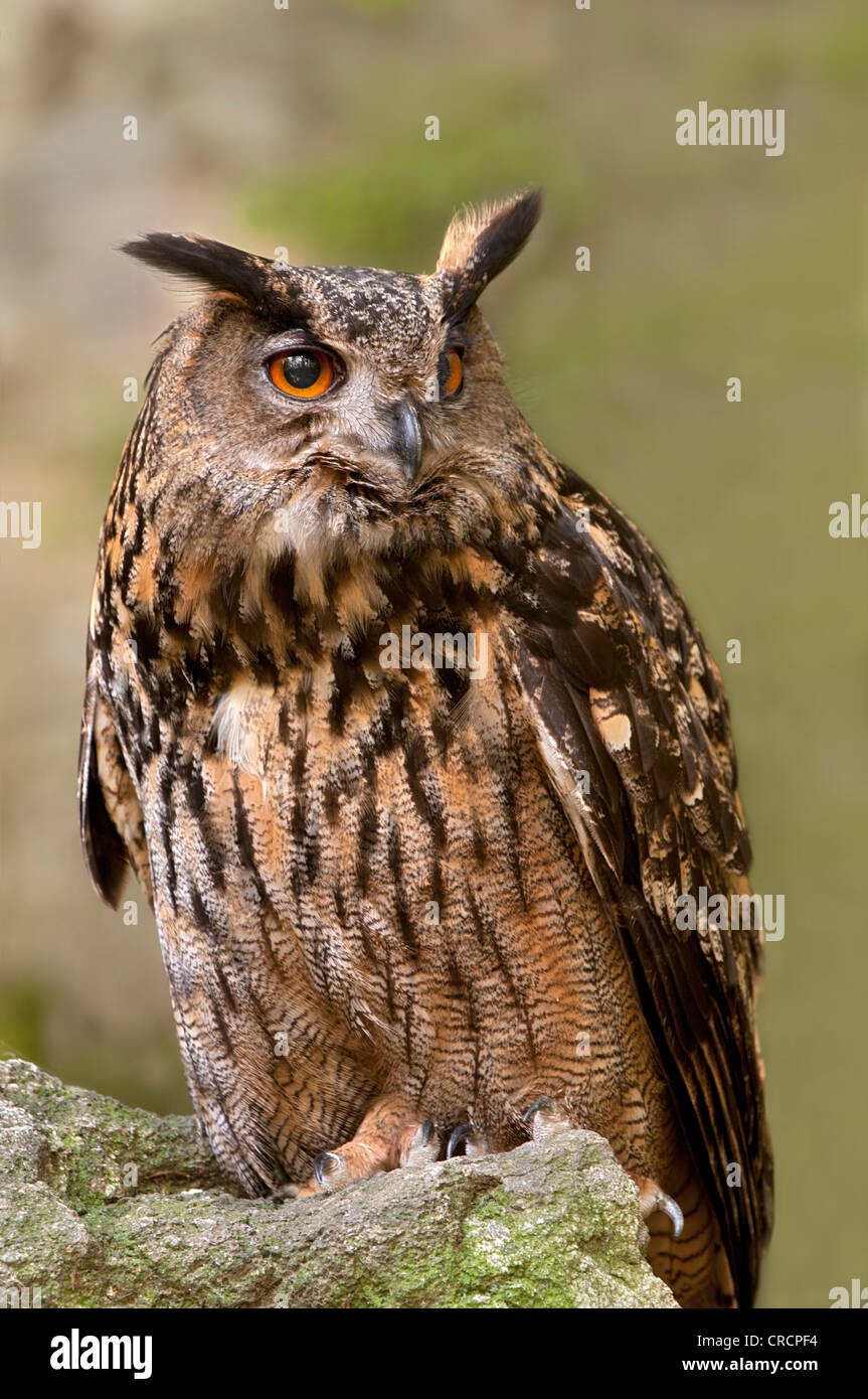 Eurasian Eagle-owl (Bubo bubo), Bavarian Forest National Park, Bavaria, Germany, Europe Stock Photo