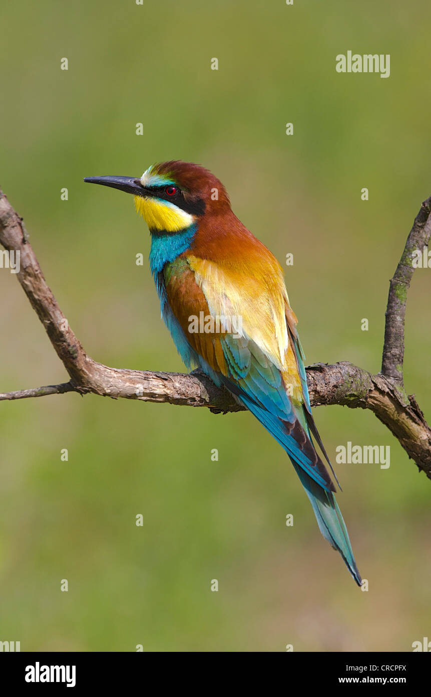 European Bee-eater (Merops apiaster), Pinkafeld, Burgenland, Austria, Europe Stock Photo