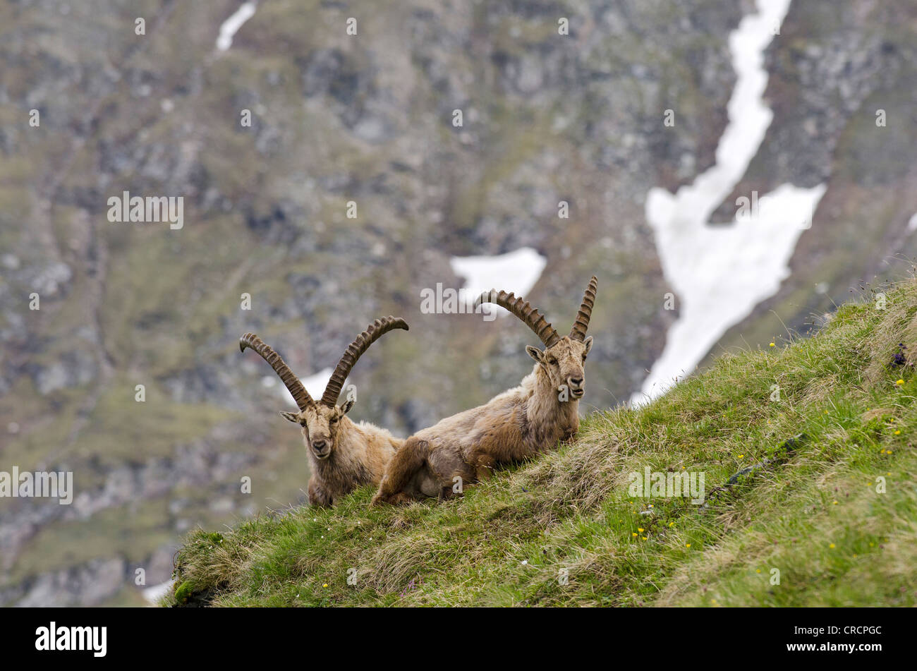 Alpine ibex (Capra ibex), two males, Hohe Tauern National Park, Carinthia, Austria, Europe Stock Photo