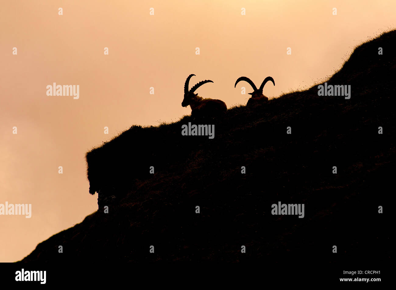 Alpine ibex (Capra ibex), two males, silhouettes, Hohe Tauern National Park, Carinthia, Austria, Europe Stock Photo