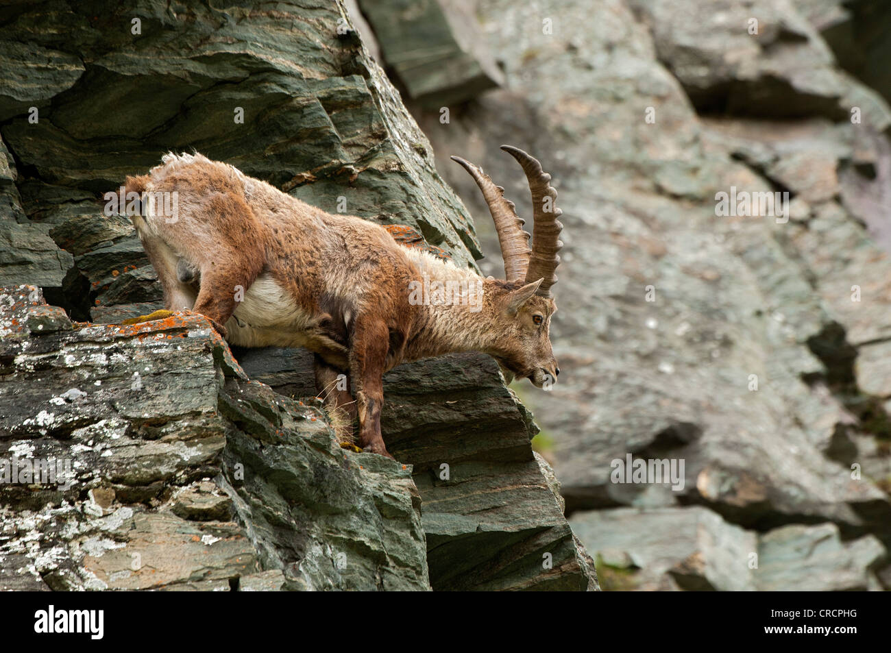 Alpine ibex (Capra ibex), male, Hohe Tauern National Park, Carinthia, Austria, Europe Stock Photo
