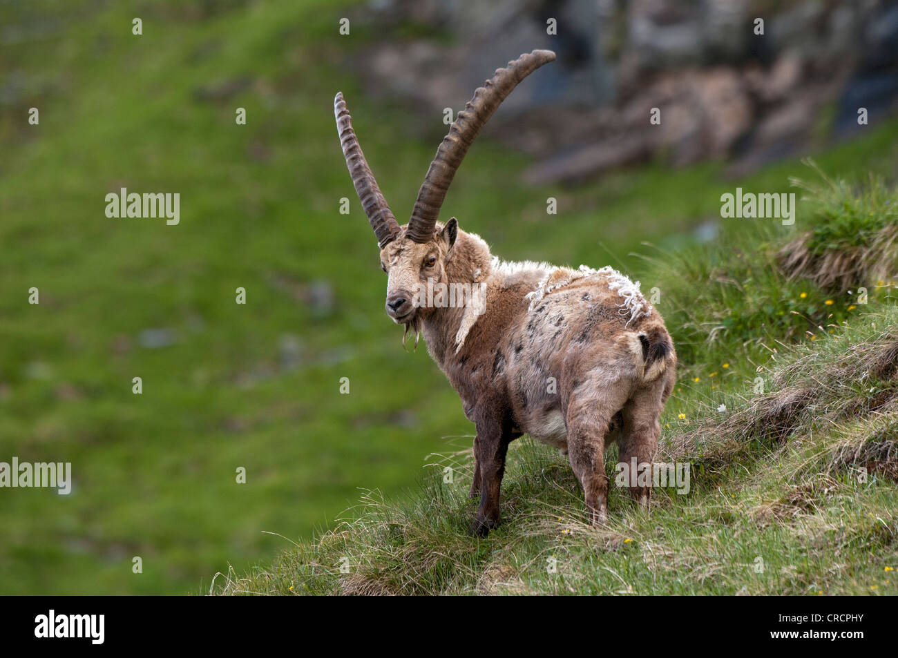 Alpine ibex (Capra ibex), male, Hohe Tauern National Park, Carinthia, Austria, Europe Stock Photo