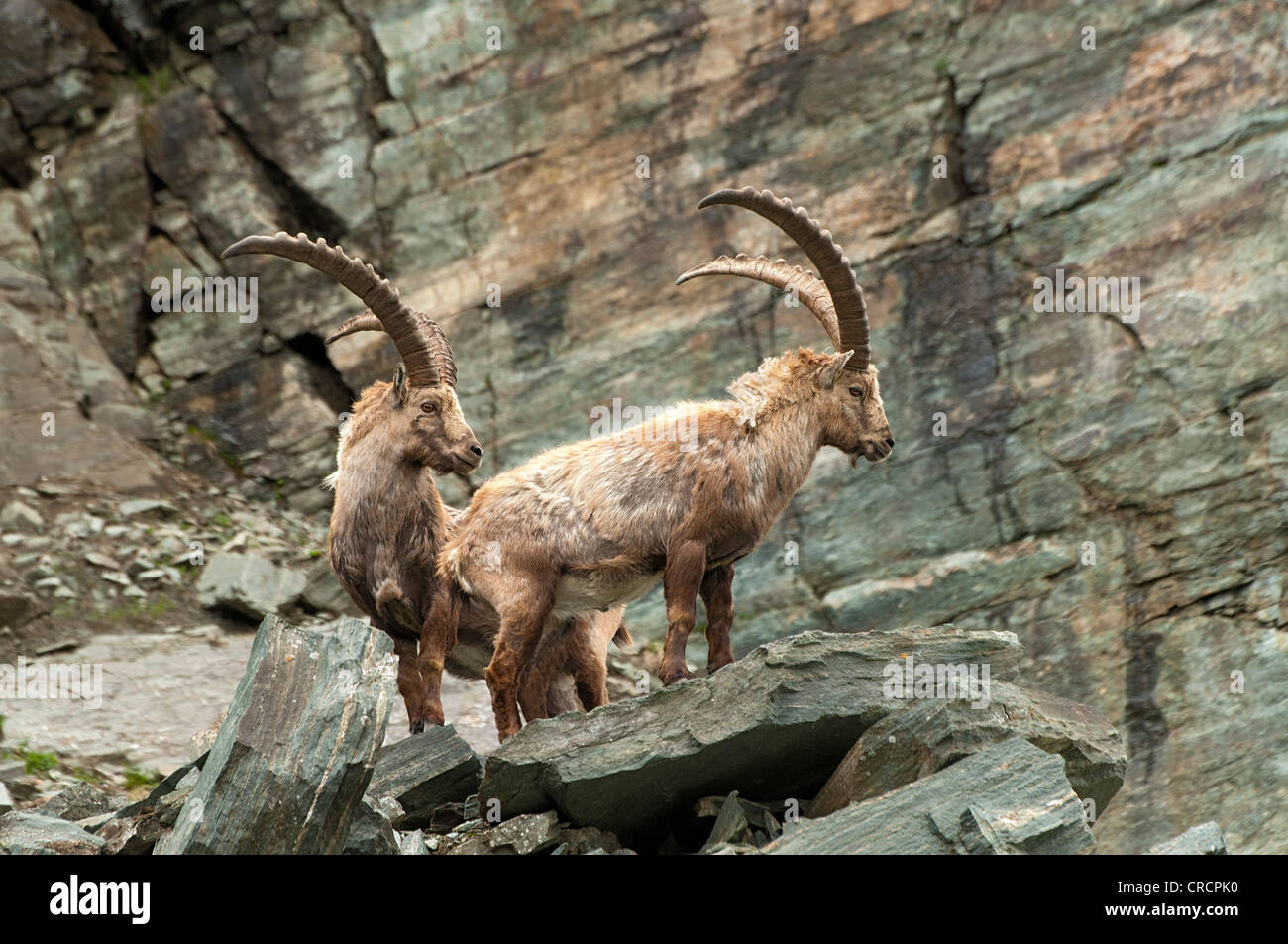 Alpine ibex (Capra ibex), two males, National Park Hohe Tauern, Carinthia, Austria, Europe Stock Photo