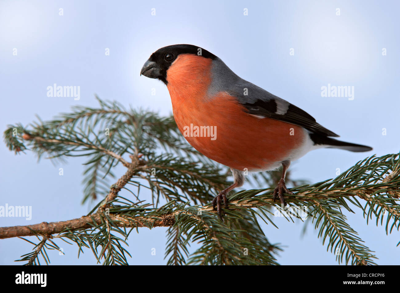 Bullfinch singing hi-res stock photography and images - Alamy