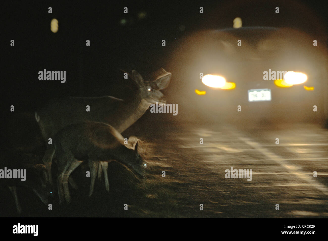 Deer car crash hires stock photography and images Alamy