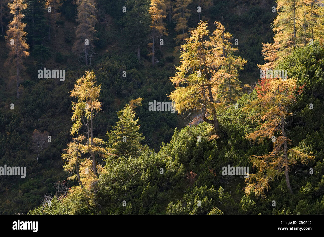 European Larch (Larix decidua), Stallen Valley, Karwendel Mountains, Tyrol, Austria, Europe Stock Photo
