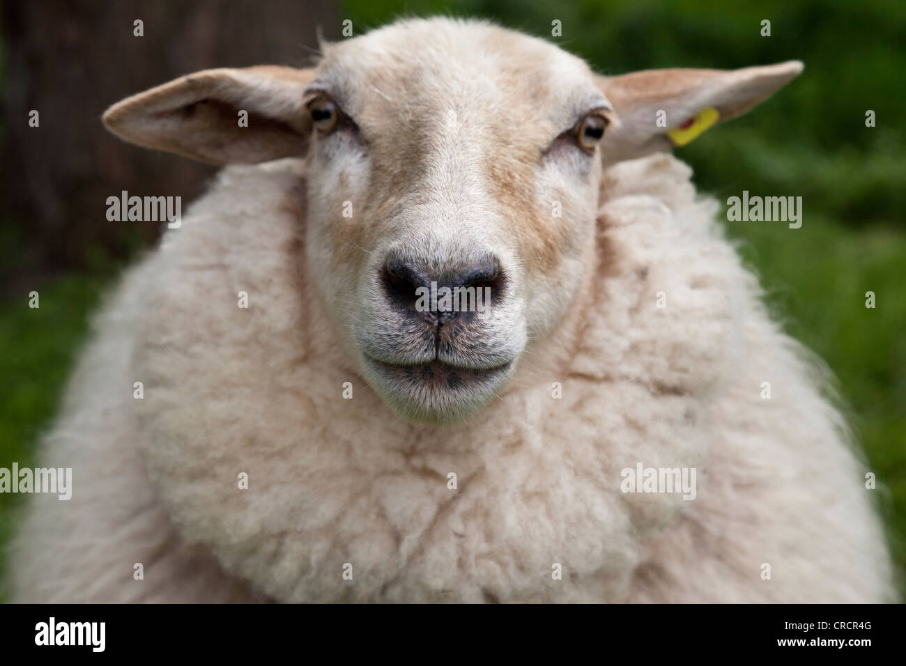 Portrait of a big wool sheep standing on a green meadow, Mecklenburg-Western Pomerania, Germany, Europe Stock Photo