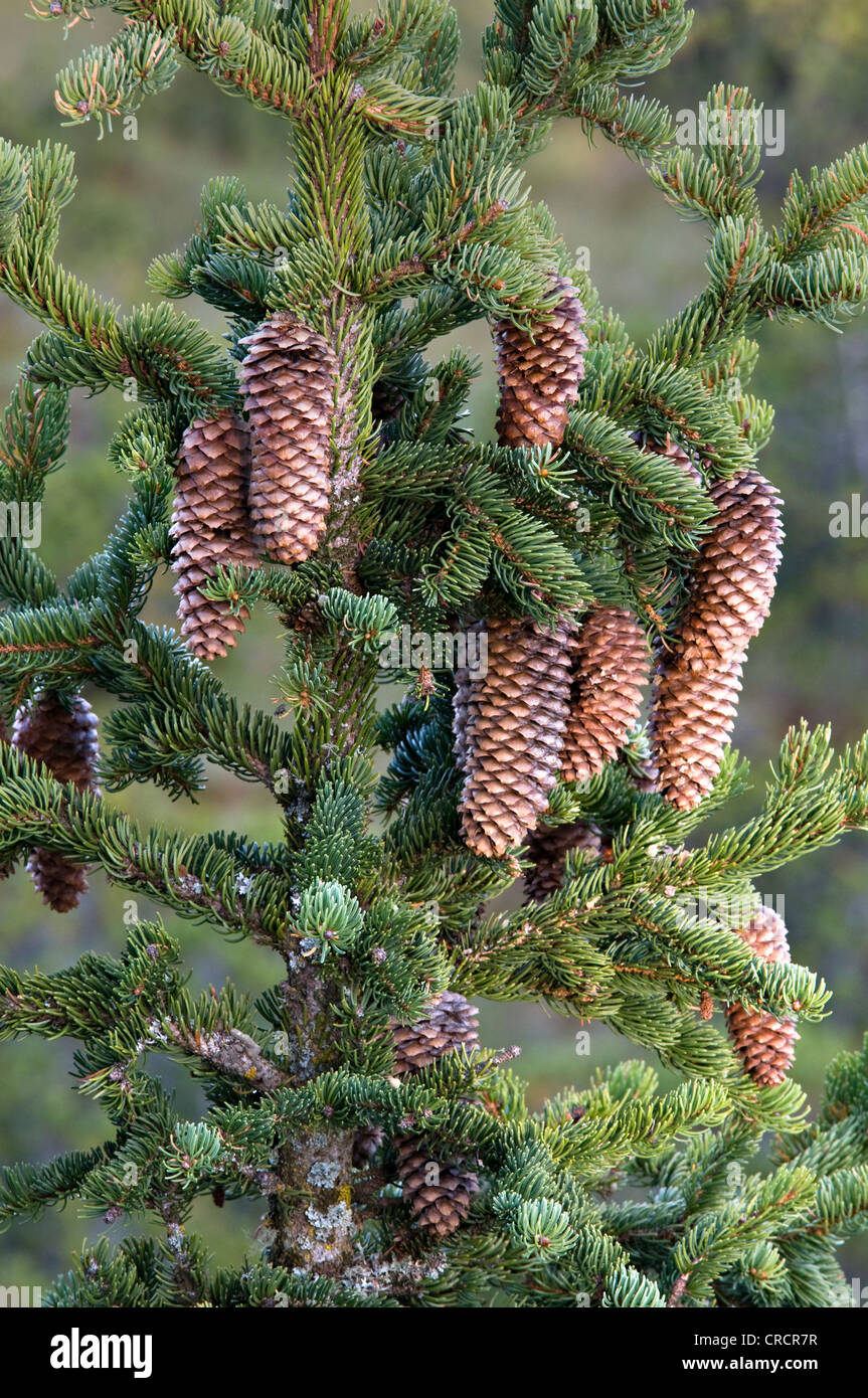 Spruce (Picea abies), Pillersattel, Tyrol, Austria, Europe Stock Photo
