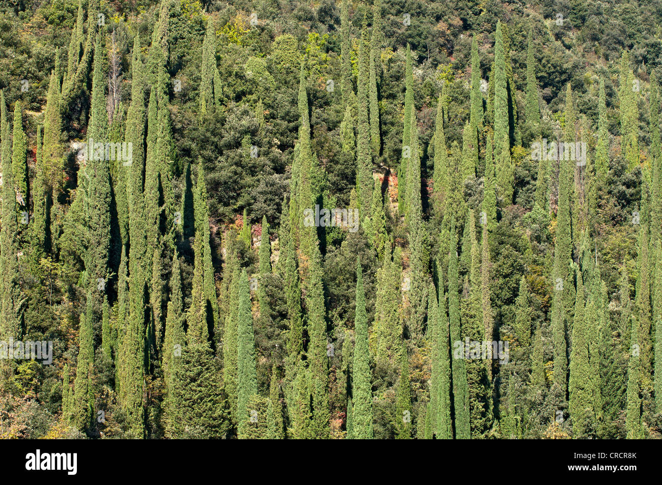 Cypresss (Cupressus), Toscolano-Maderno, Lake Garda, Lombardia, Italy, Europe Stock Photo