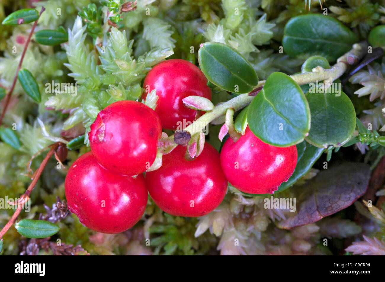 Lingonberry (Vaccinium vitis-idaea), Pillersattel, Tyrol, Austria, Europe Stock Photo