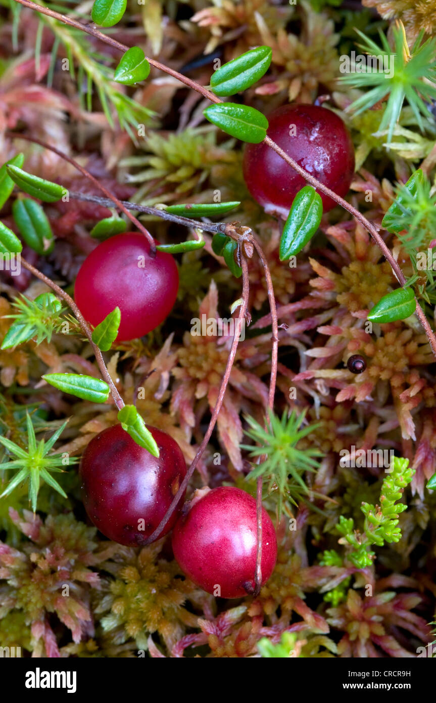 Common Cranberry (Vaccinium oxycoccos), Pillersattel, Tyrol, Austria, Europe Stock Photo