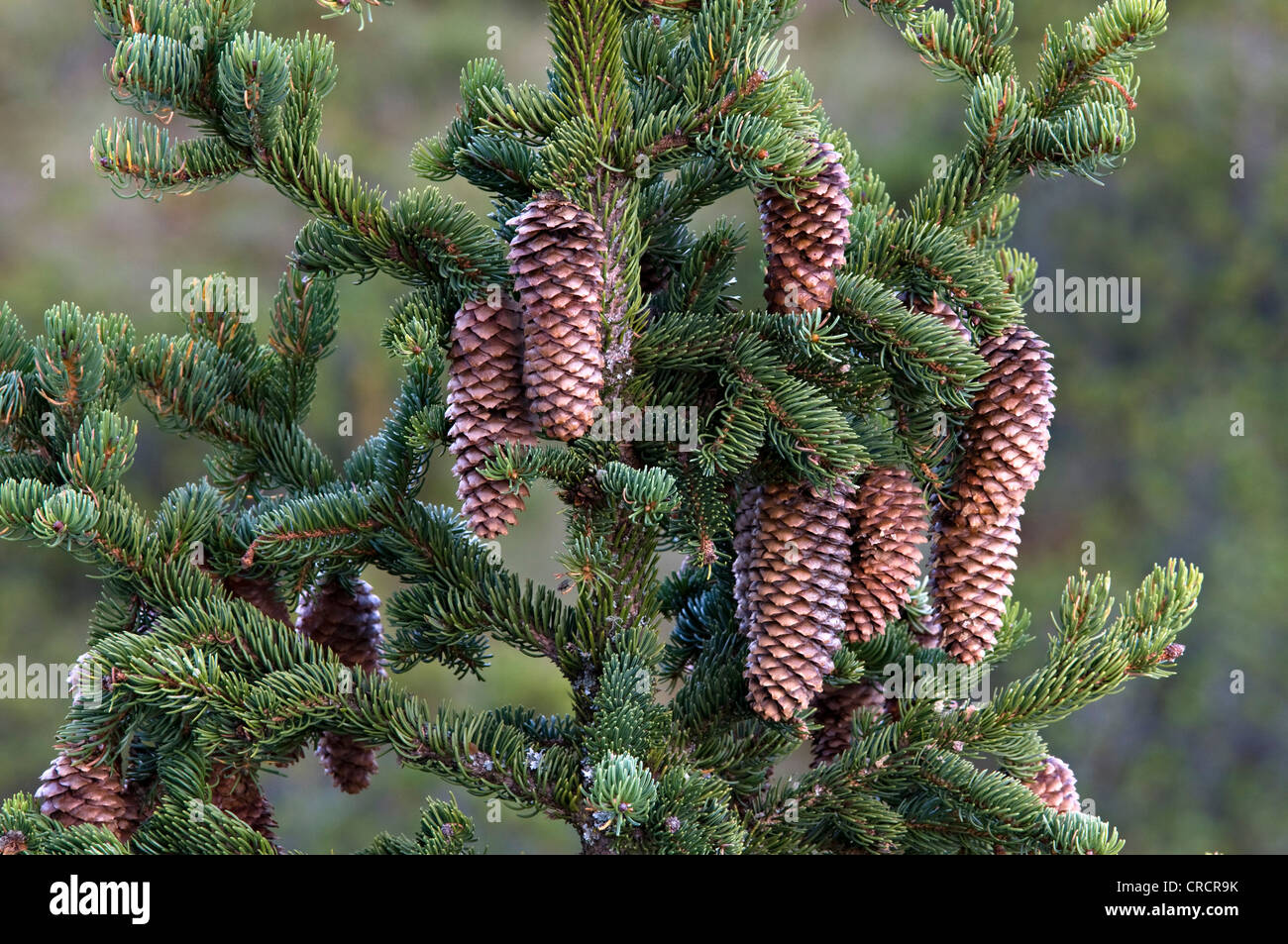 Spruce (Picea abies), Pillersattel, Tyrol, Austria, Europe Stock Photo