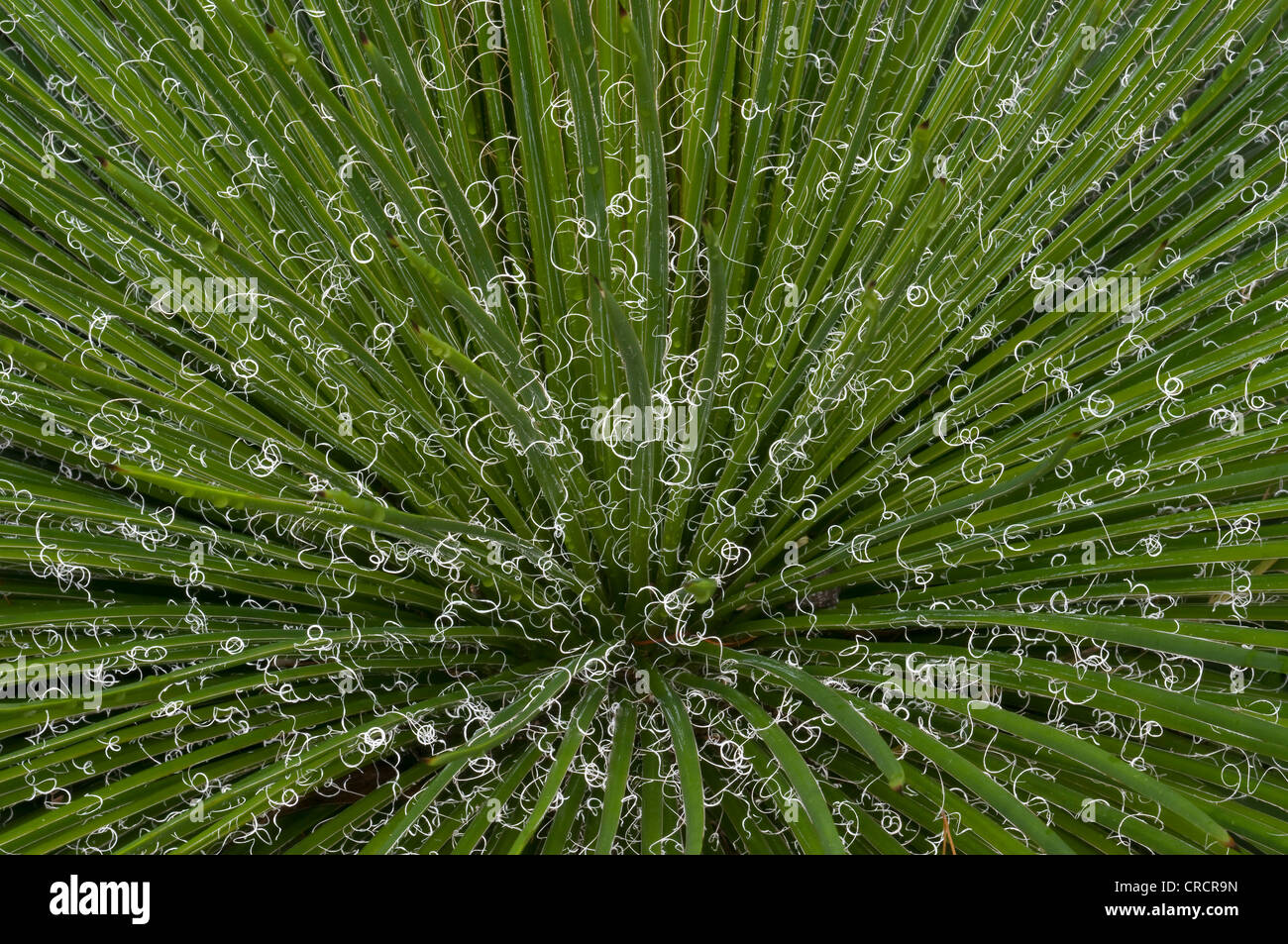 Thread Leaf Agave (Agave filifera), Mexico Stock Photo
