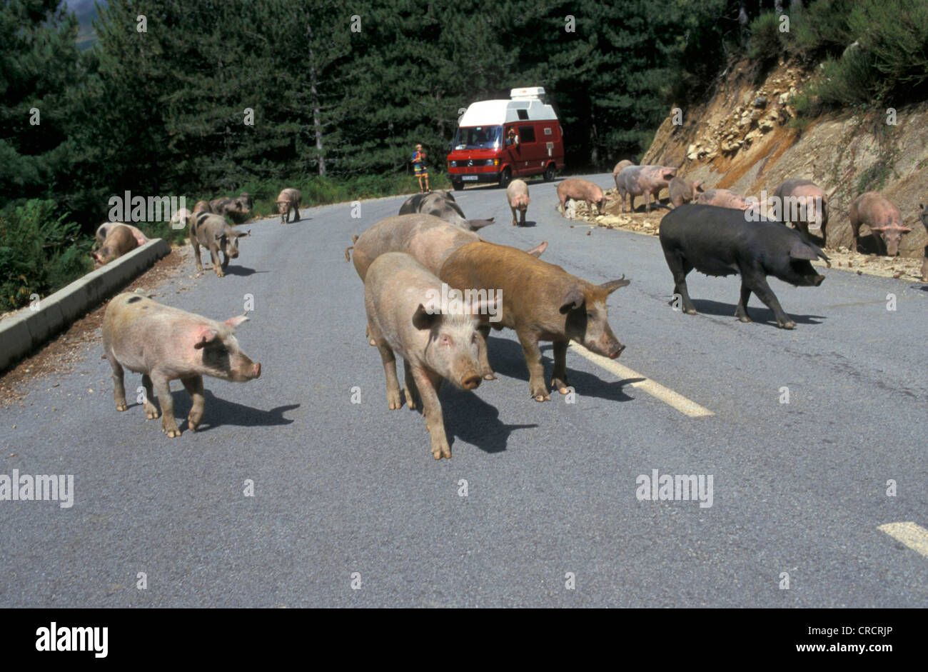 happy pigs, France, France, Corsica Stock Photo