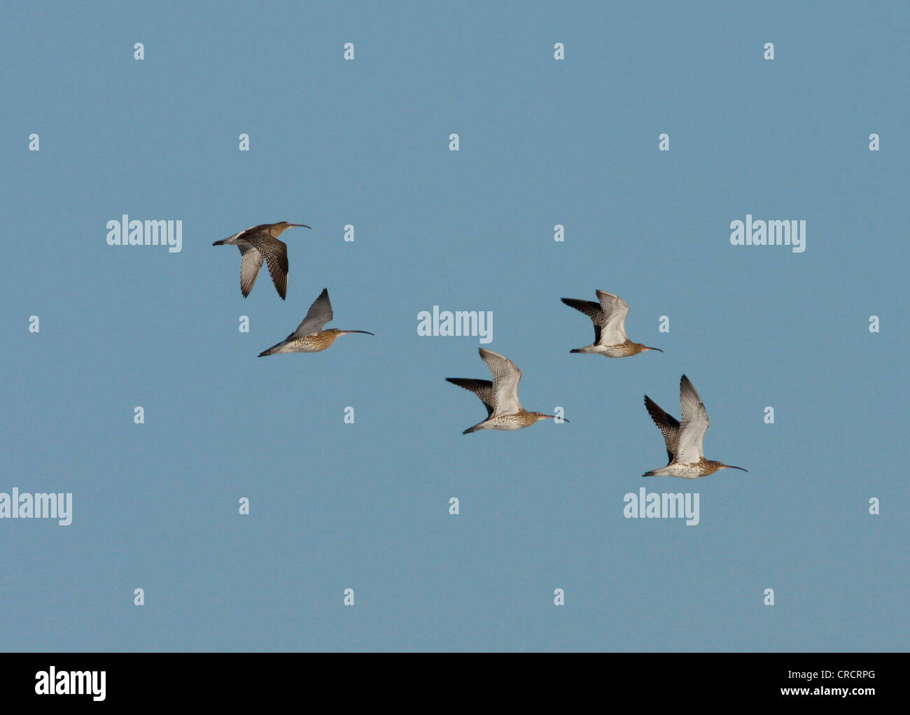 western curlew (Numenius arquata), bird migration in spring, Denmark, Westjuetland Stock Photo