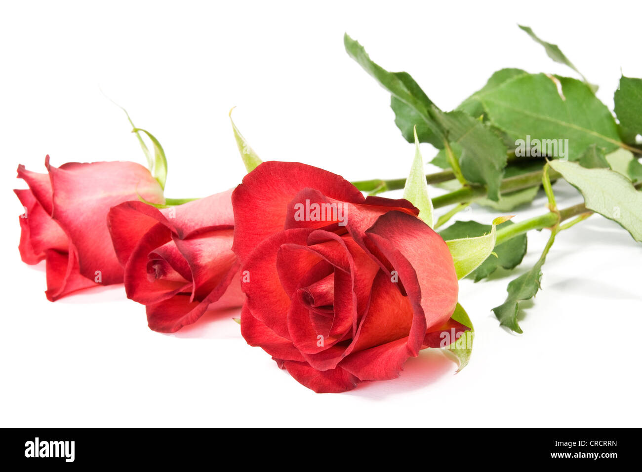 three red roses over a white background Stock Photo - Alamy