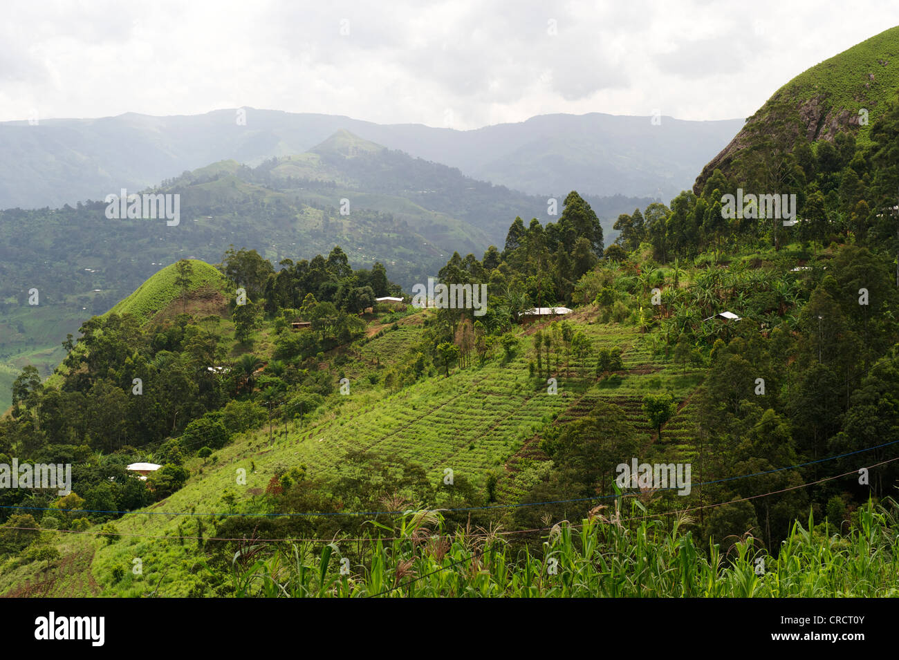 Farmland bamenda cameroon africa hires stock photography and images