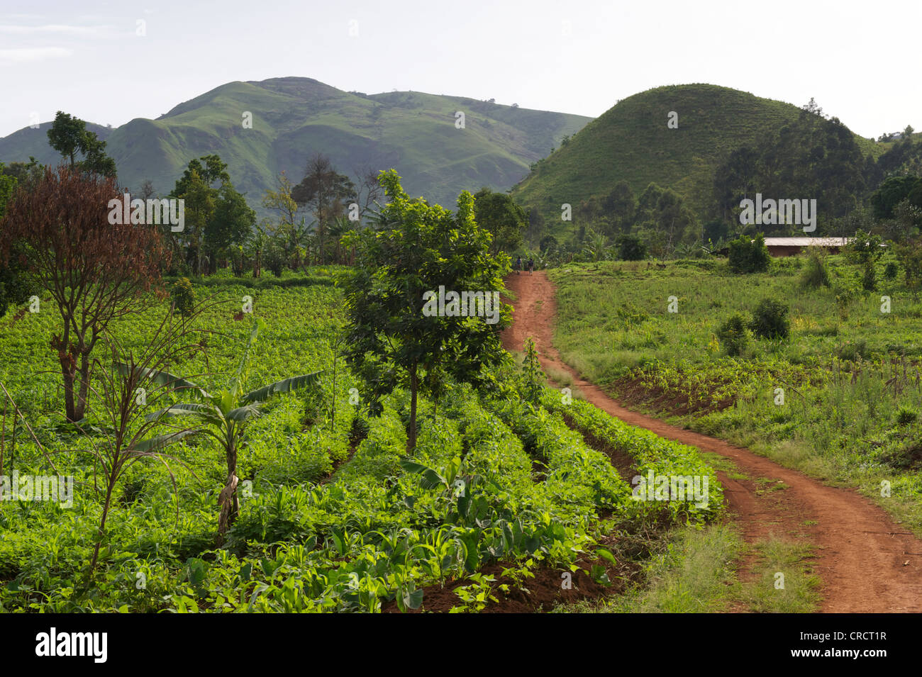 Farmland bamenda cameroon africa hires stock photography and images