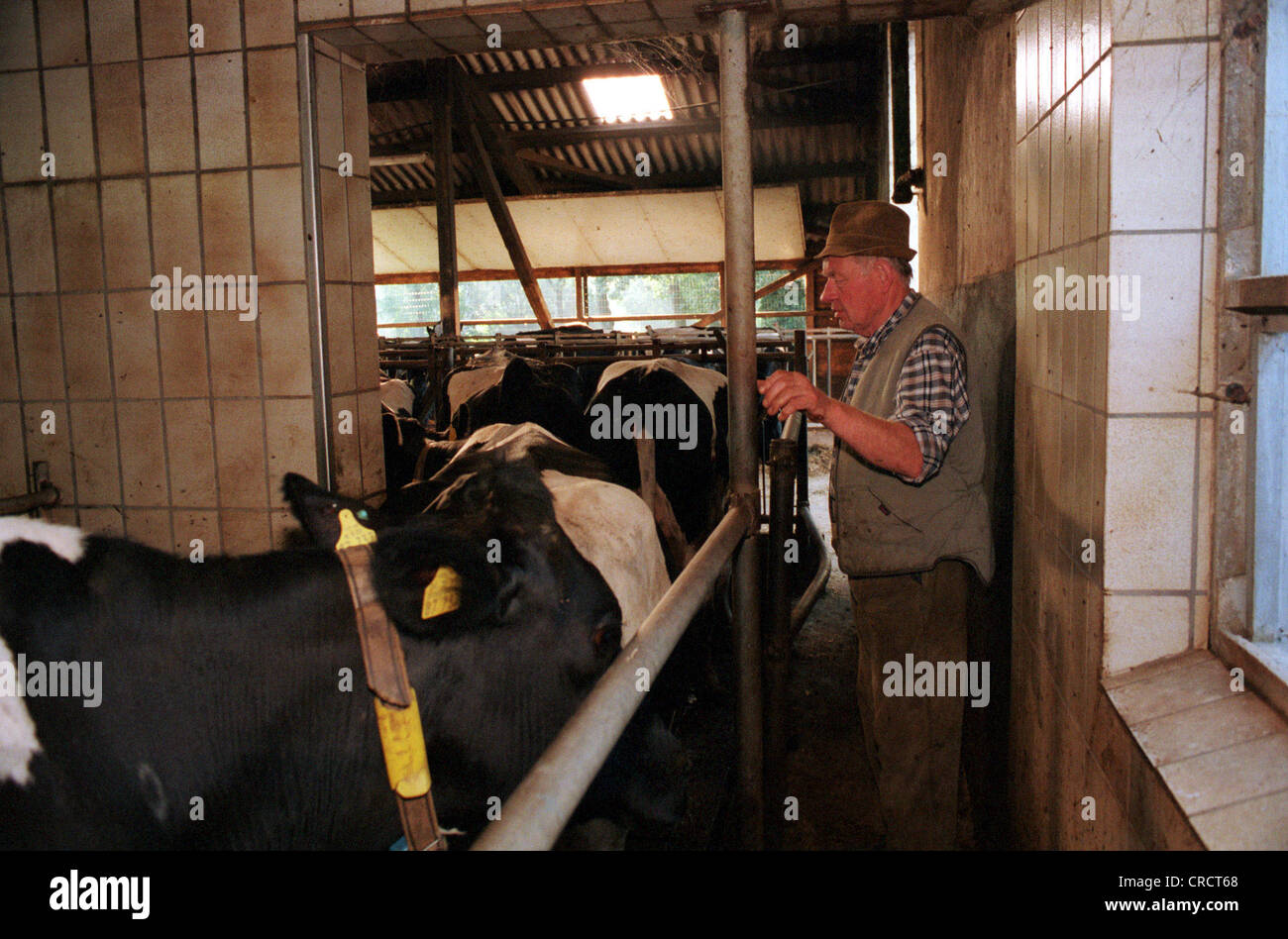 Farmer drives the cows after milking in the barn Stock Photo