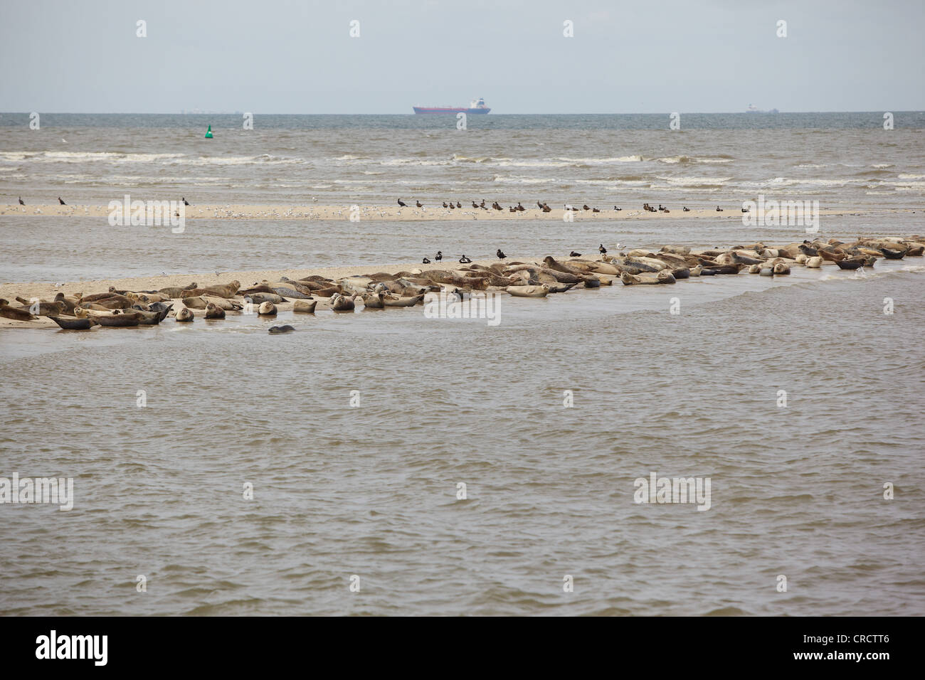 Harbour seals (Phoca vitulina) on a sand bank near Spiekeroog, North Sea, Lower Saxony, Germany, Europe Stock Photo