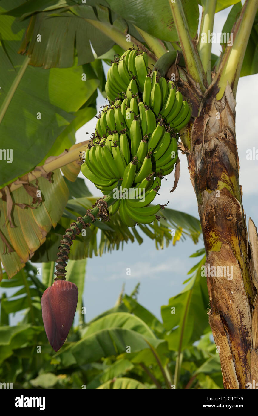 Banana grove, near Bukoba, Tanzania, Africa Stock Photo Alamy