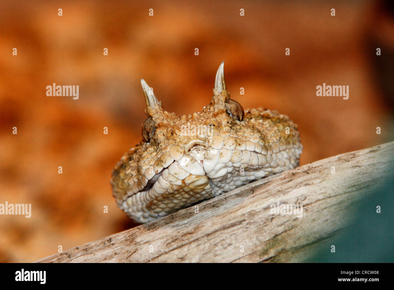 horned viper, African desert horned viper (Cerastes cerastes), portrait