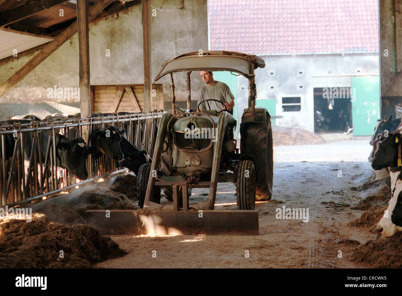 Farmer in feeding his cattle Stock Photo - Alamy