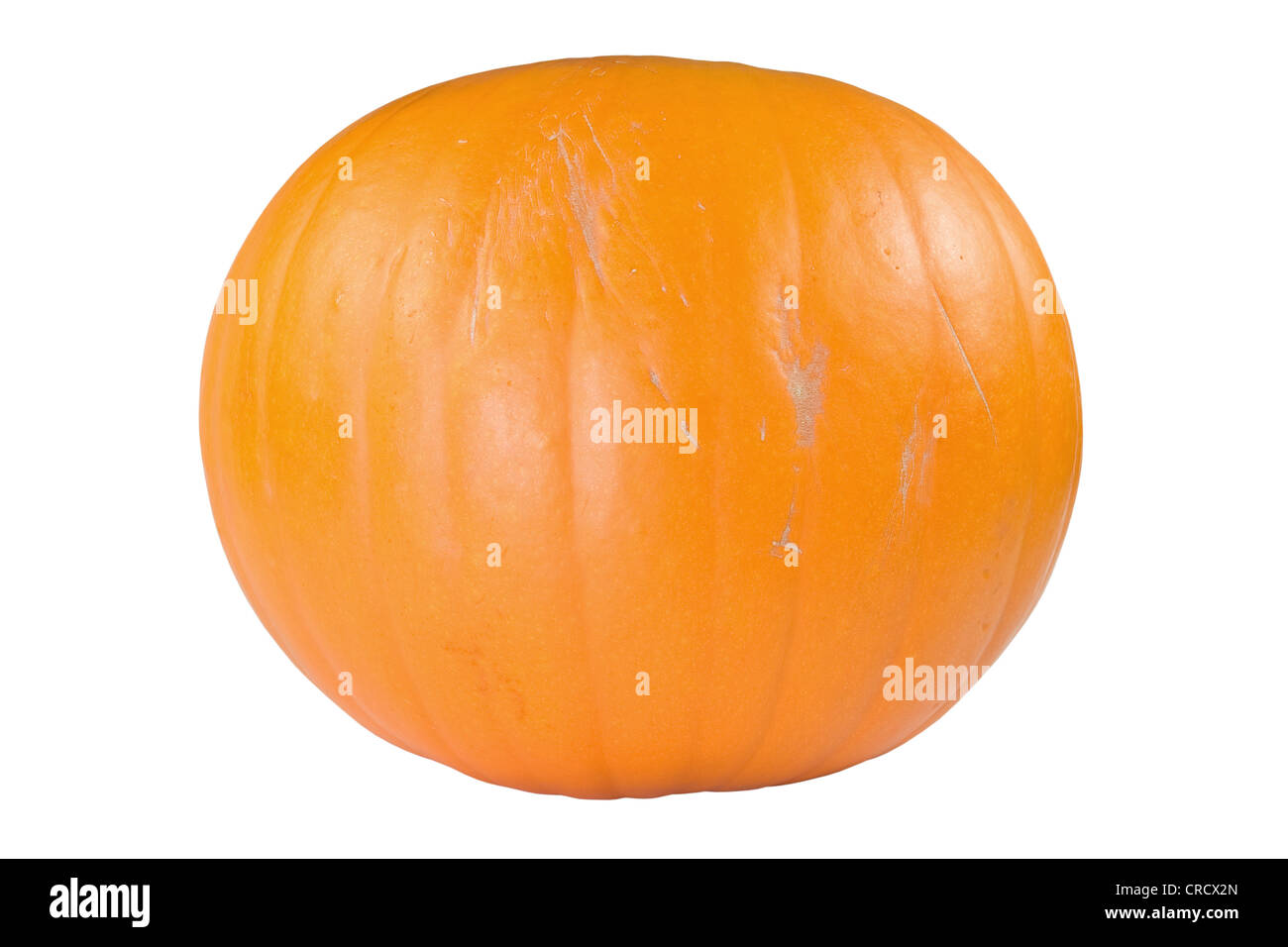 big orange pumpkin isolated on white background Stock Photo - Alamy