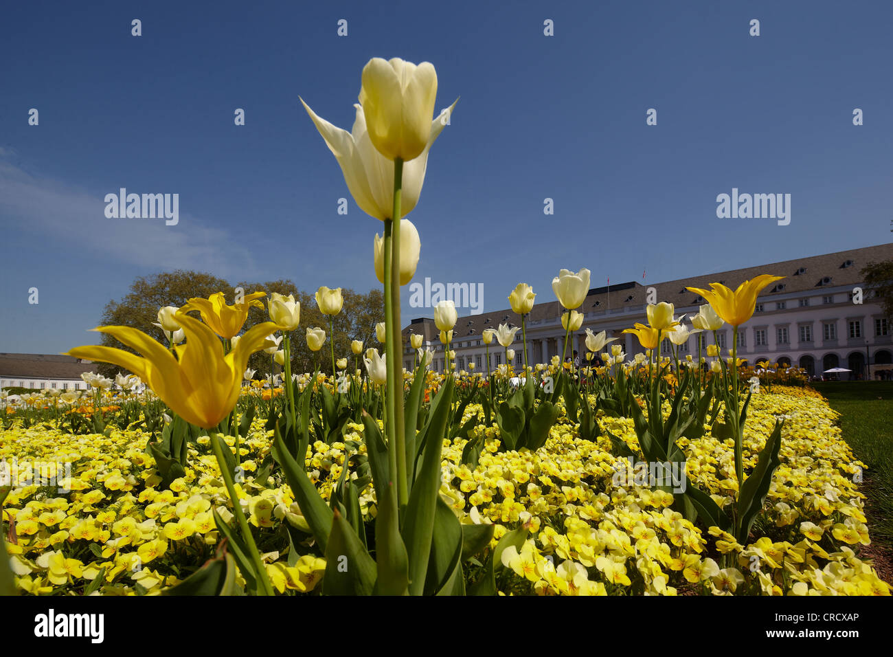 Tulips in front of the Kurfuerstliches Schloss or Electoral Palace Koblenz, Rhineland-Palatinate, Germany, Europe Stock Photo