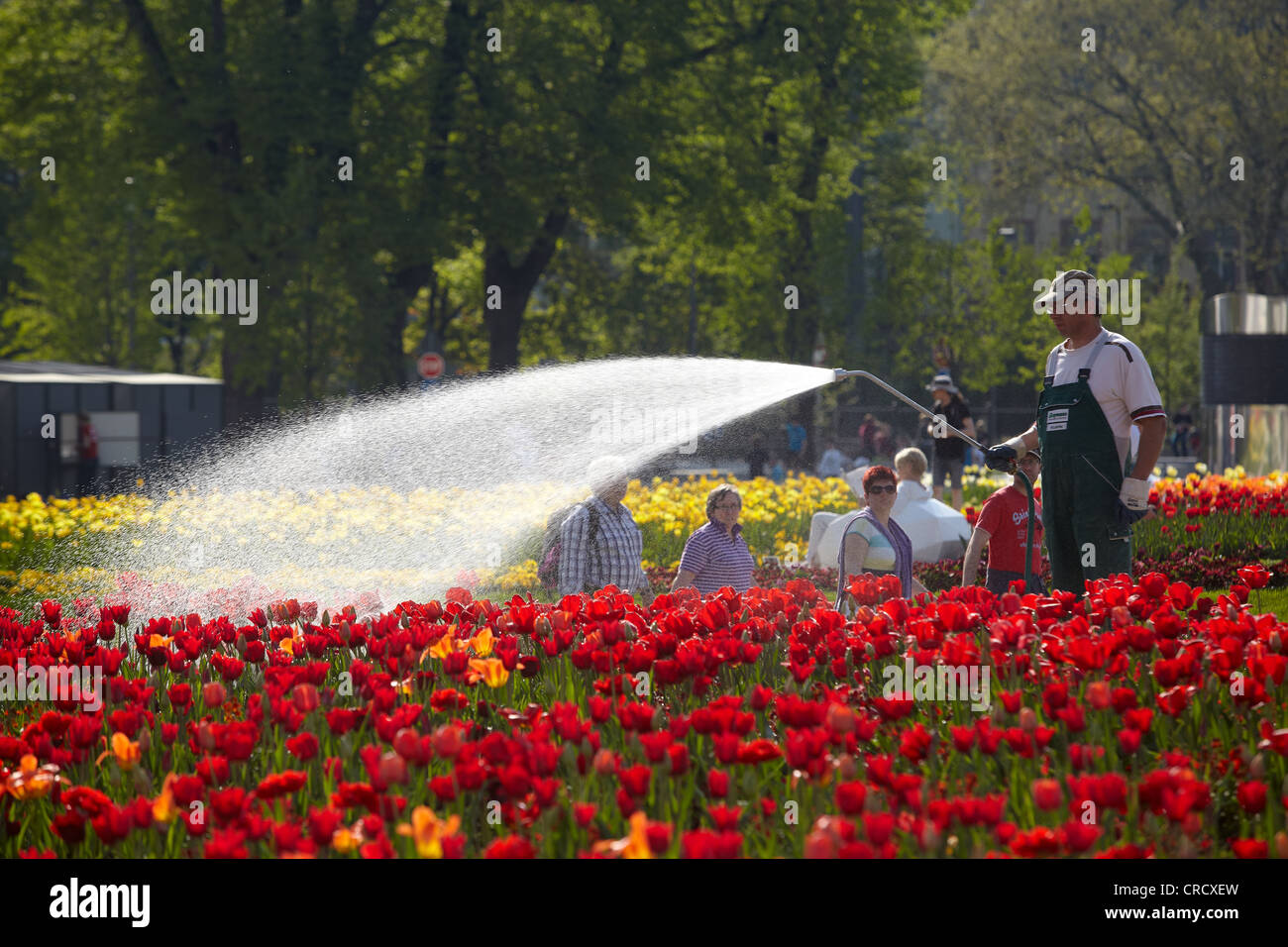 Tulip field being watered at Bundesgartenschau 2011, Federal Garden Show 2011, in front of the Electoral Palace in Koblenz Stock Photo