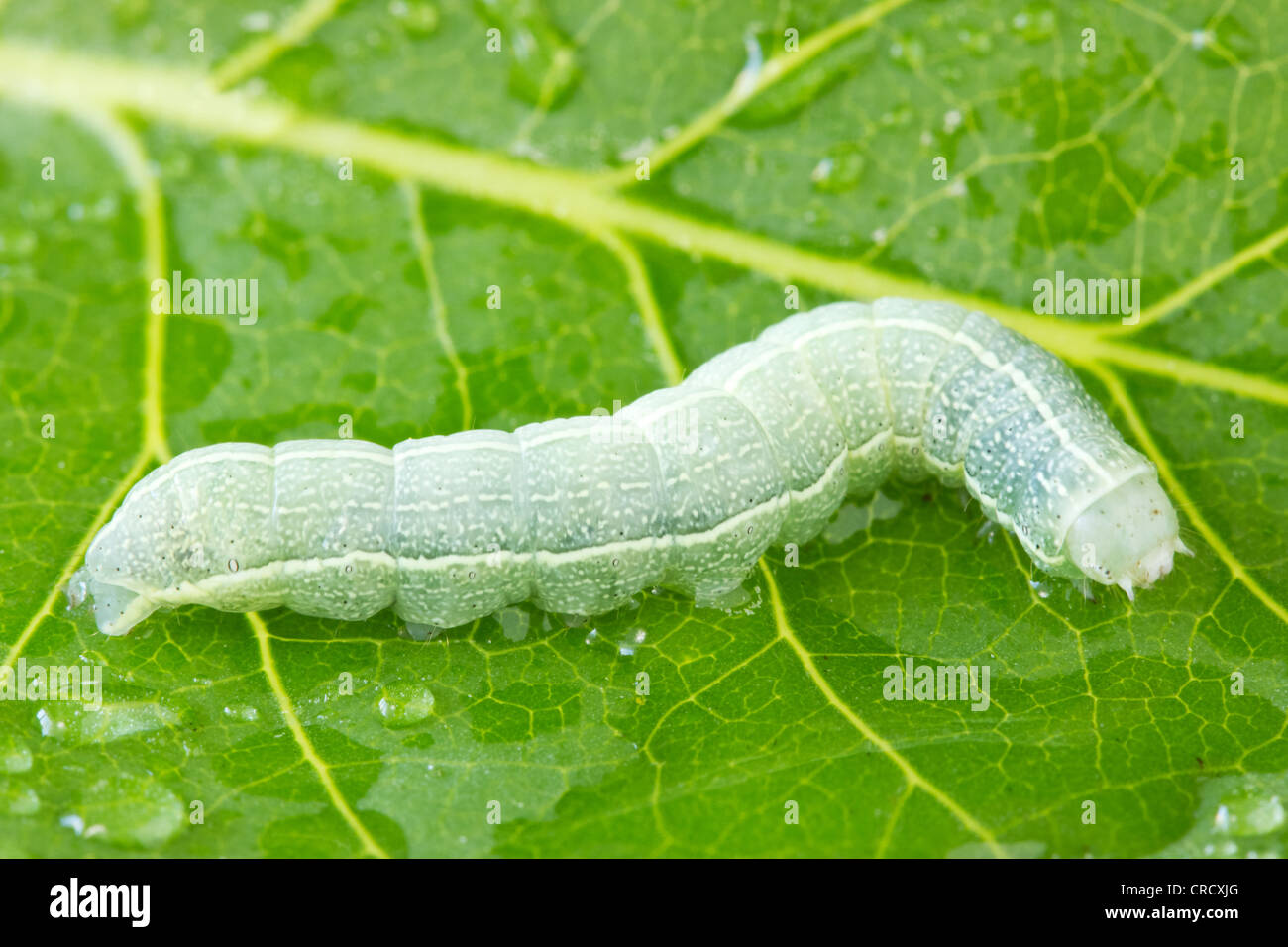 caterpillar crawling on a green wet leaf Stock Photo - Alamy