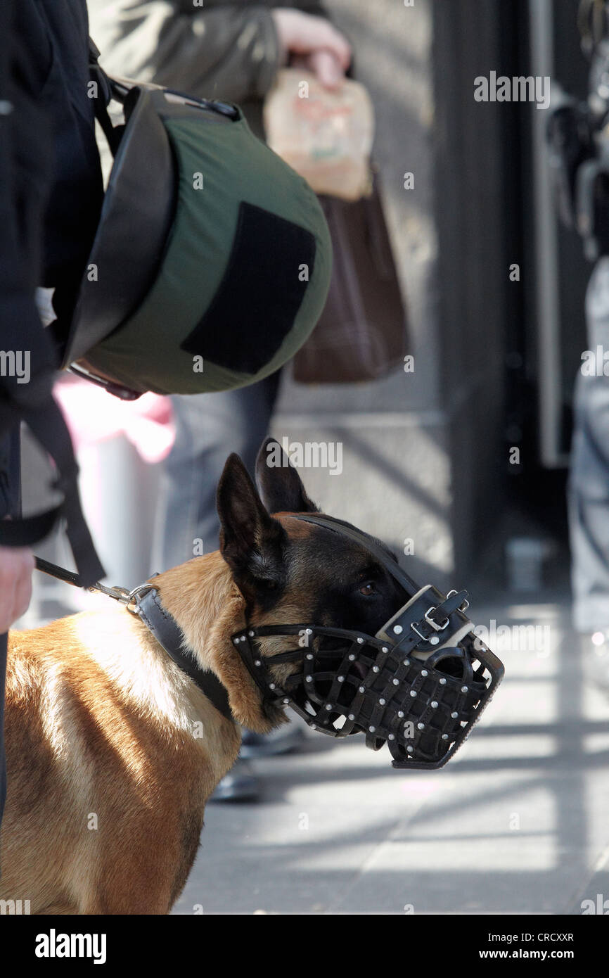 Police officer with police dog at a neo-Nazi demonstration in Koblenz, Rhineland-Palatinate, Germany, Europe Stock Photo