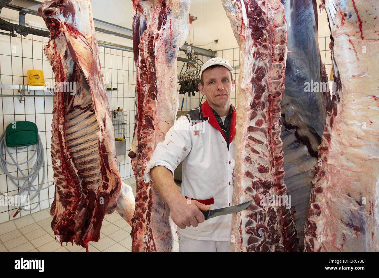 Master butcher Hans Werner Seul with slaughtered bulls, Dieblich, Rhineland-Palatinate, Germany, Europe Stock Photo