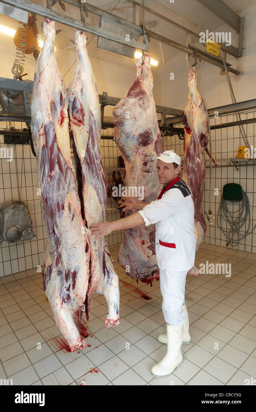 Master butcher Hans Werner Seul with slaughtered bulls, Dieblich, Rhineland-Palatinate, Germany, Europe Stock Photo
