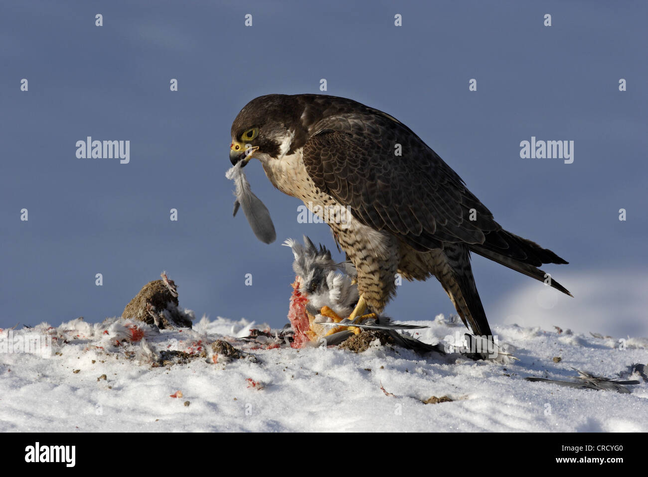 peregrine falcon (Falco peregrinus), gorging a dove, Germany, Baden ...