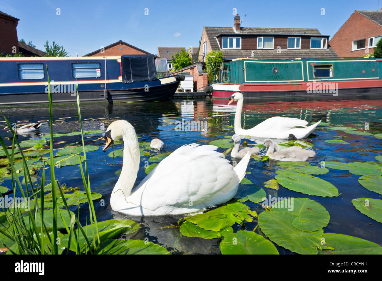 Two adult Swans and young cygnets on the Erewash canal near Long Eaton, Derbyshire, England, GB, UK, EU, Europe Stock Photo
