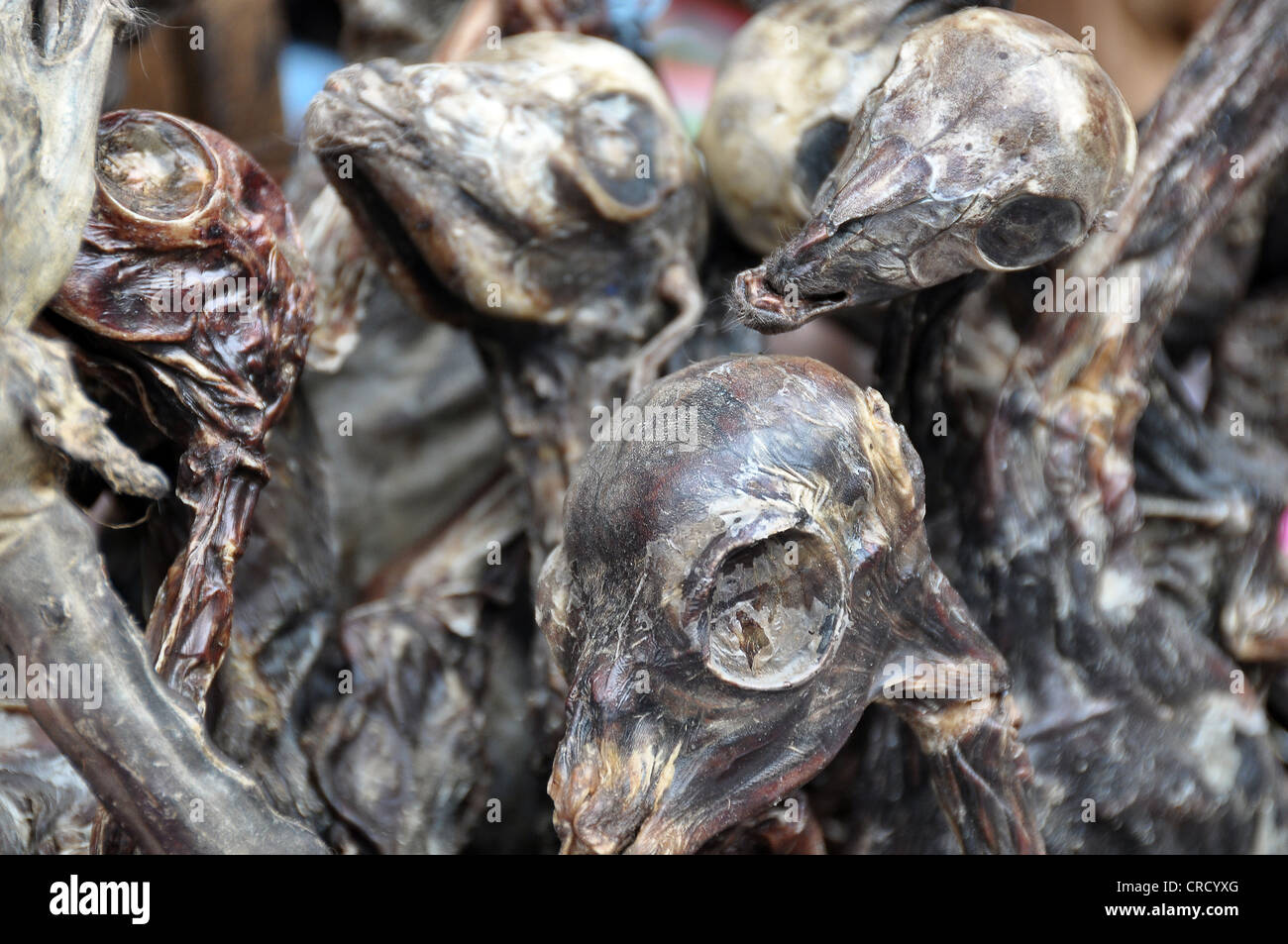 Dried llama fetuses, ancient tradition of the indigenous peoples, Witches Market in La Paz, Bolivia, South America Stock Photo