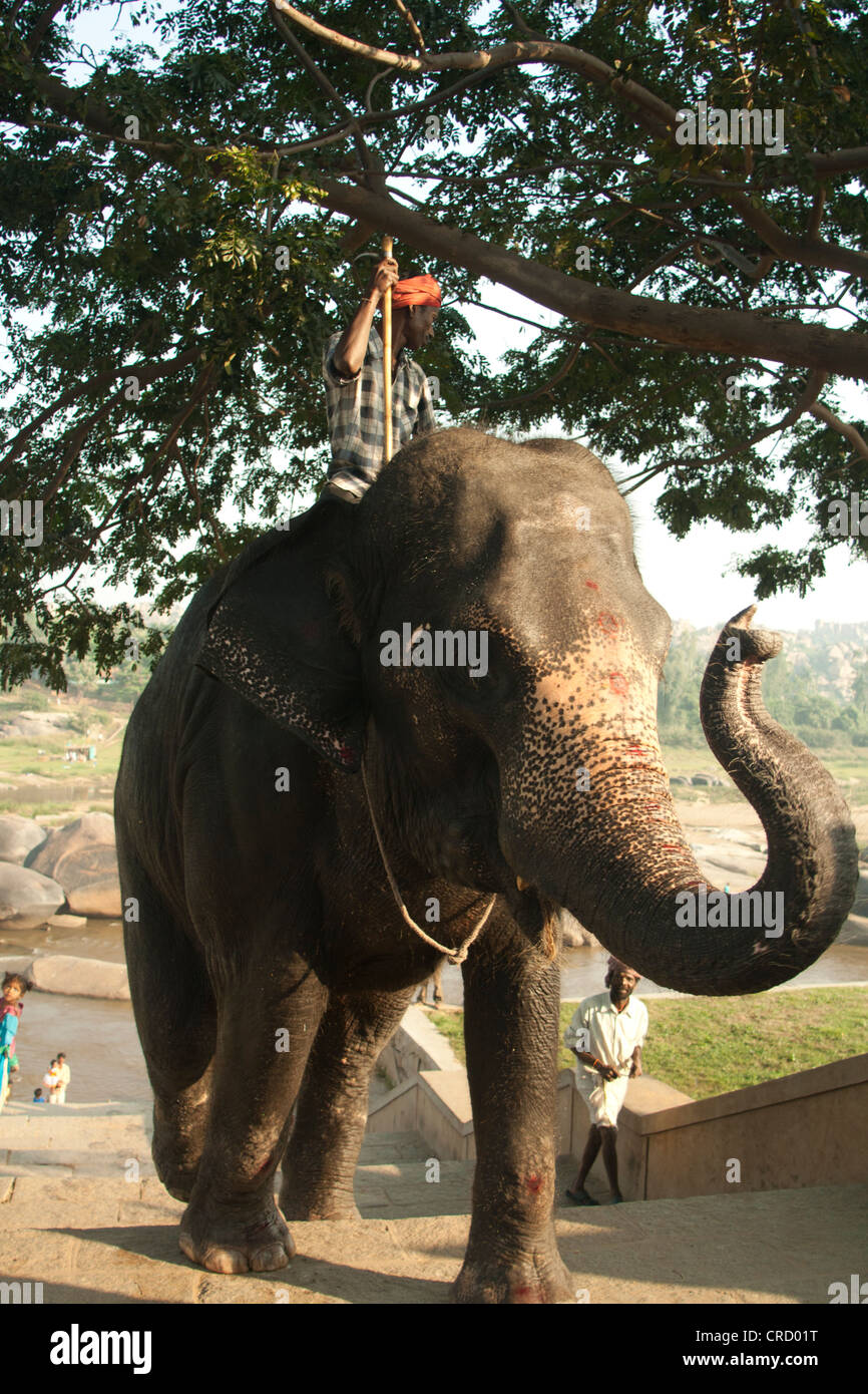 Elephant rider hi-res stock photography and images - Alamy